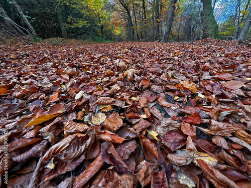 A low-angle, close-up view of a thick, continuous carpet of deep reddish-brown fallen beech or oak leaves covering the forest floor. The image emphasizes the textures of the dry, curled leaves.