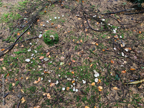 A high-angle view of a damp forest floor covered in a rich texture of green moss, brown pine needles, small branches, and numerous tiny, scattered white mushrooms or fungi.