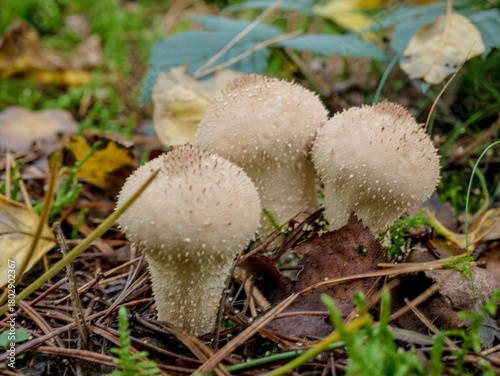 A macro photograph of a tight cluster of three spiky, cream-colored puffball mushrooms growing on the forest floor, surrounded by brown pine needles and scattered dry leaves in soft light.