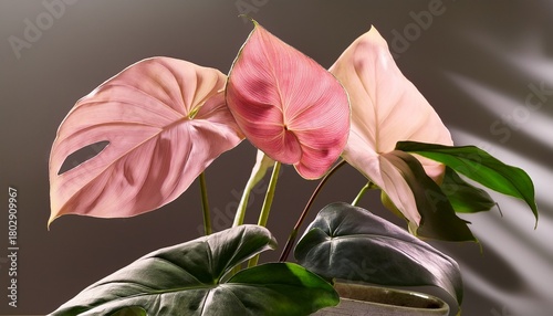 philodendron pink princess plant