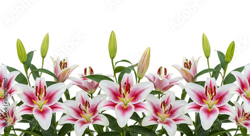 White and Pink Stargazer Lilies, with green buds and leaves, isolated on white or transparent background, PNG