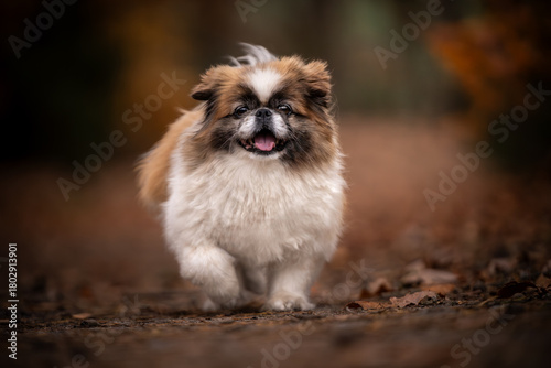 Wesoły pies rasy pekińczyk na jesiennym spacerze