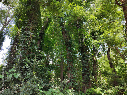 Natural green forest. Wood with high trees ivy and lianas