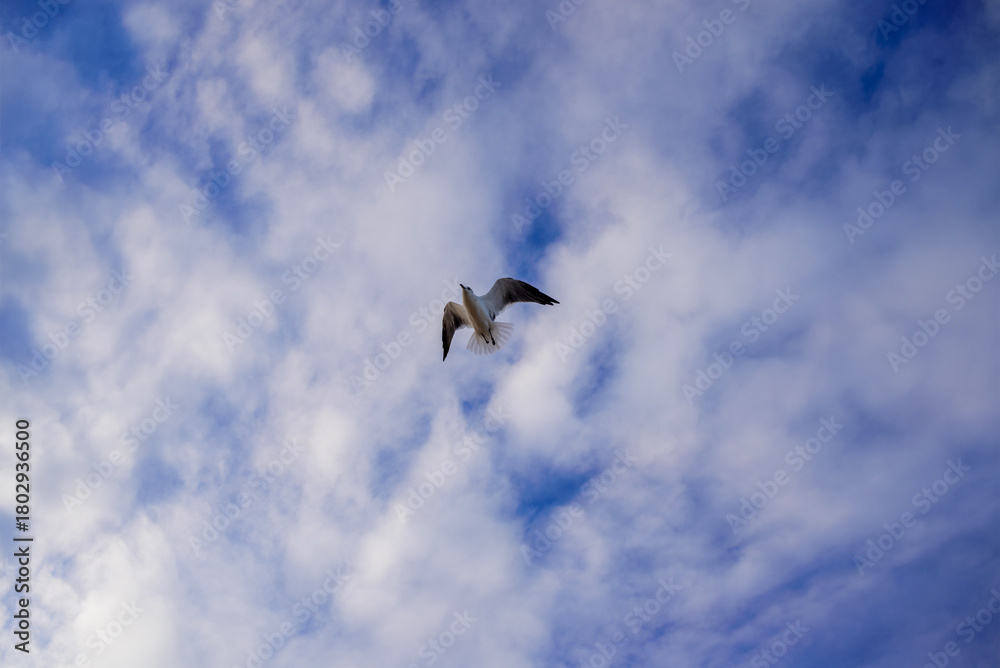 Obraz premium Gaviota volando