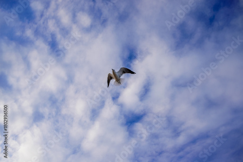 Wallpaper Mural Gaviota volando Torontodigital.ca