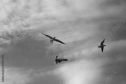 Wallpaper Mural Gaviotas volando Torontodigital.ca