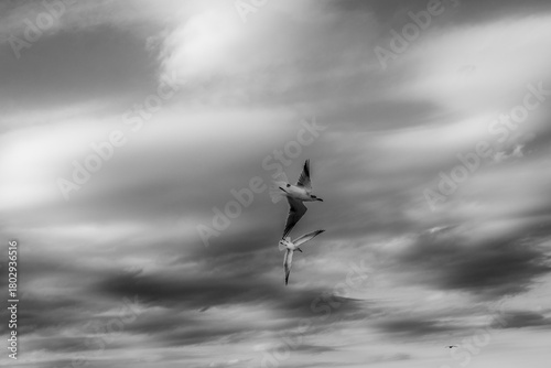 Wallpaper Mural Gaviotas volando Torontodigital.ca