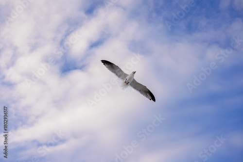 Wallpaper Mural Gaviota volando Torontodigital.ca