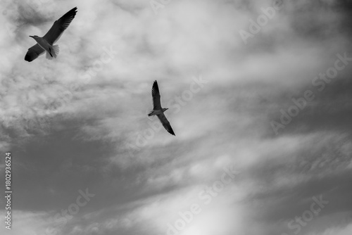 Wallpaper Mural Gaviotas volando Torontodigital.ca