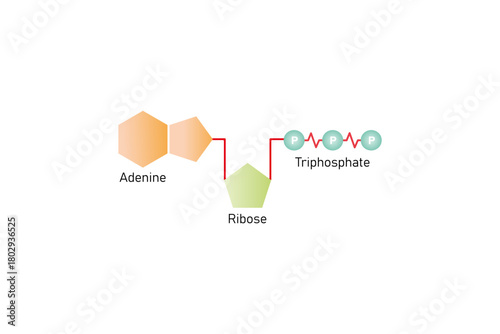 Adenosine Triphosphate Molecule Science Design. Vector Illustration.