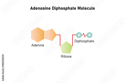 Adenosine Diphosphate Molecule Science Design. Vector Illustration.