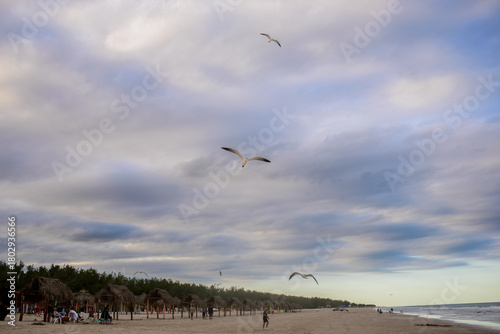 Wallpaper Mural Gaviota en vuelo Torontodigital.ca