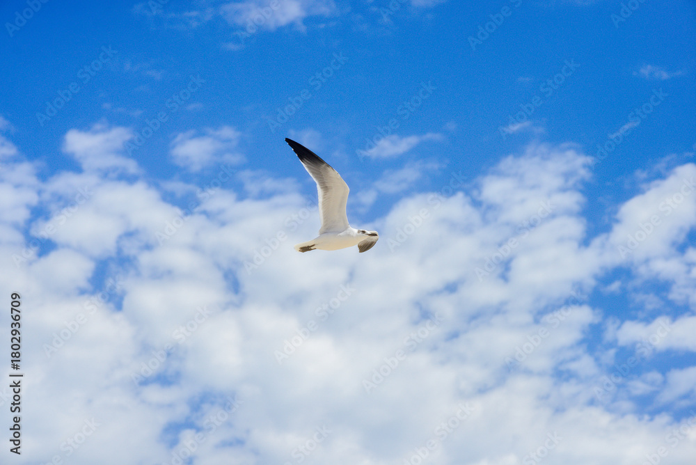 Fototapeta premium Gaviota volando