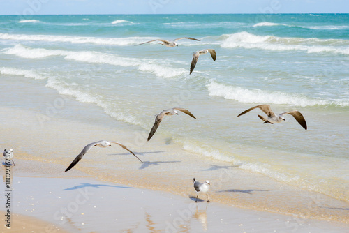 Wallpaper Mural Gaviotas en la playa Torontodigital.ca