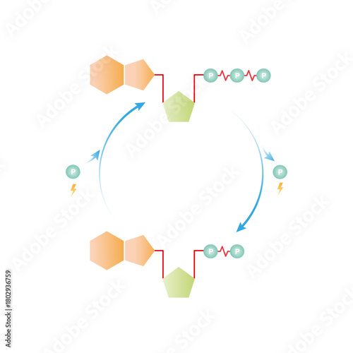 ATP - ADP Cycle (Phosphorylation and Hydrolysis) Science Design. Vector Illustration.
