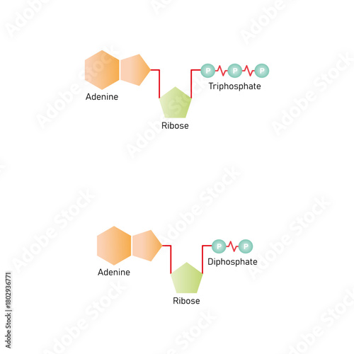 ATP and ADP Molecules Science Design. Vector Illustration.