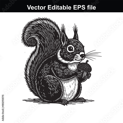 Black squirrel holding an acorn in its paws, detailed black and white engraving style, isolated on