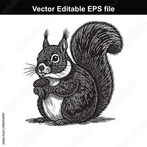 Black squirrel holding an acorn in its paws, detailed black and white engraving style, isolated on