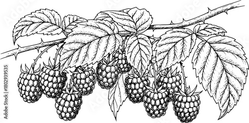 Detailed ink drawings of ripe raspberries on branches with leaves
