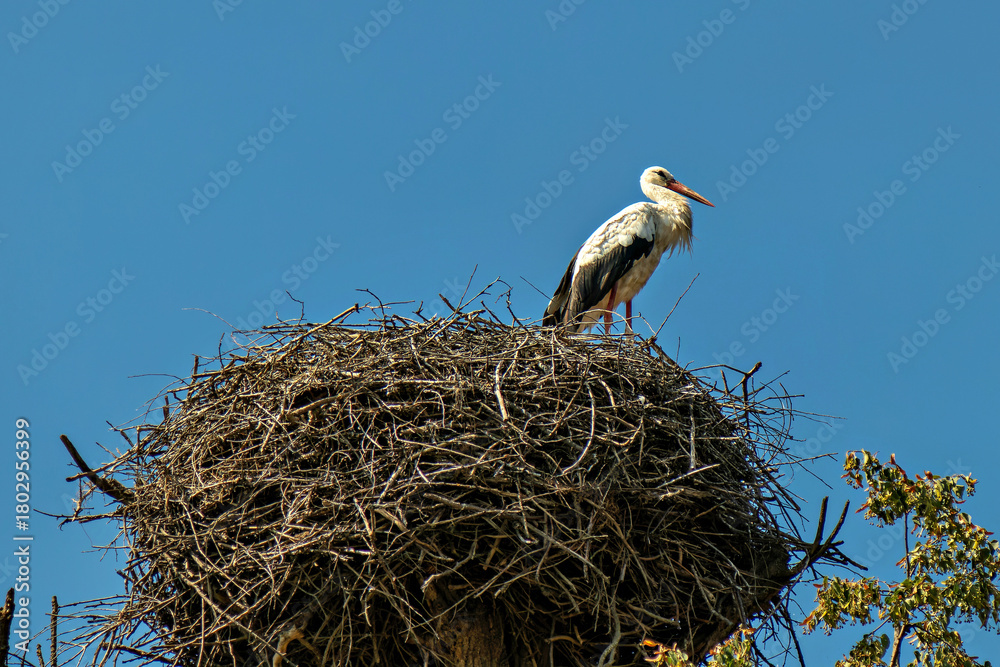 Fototapeta premium A white bird sitting on top of a nest on a tree