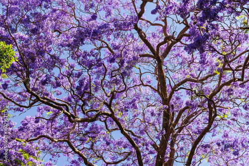 Jacaranda Trees in Sydney Australia