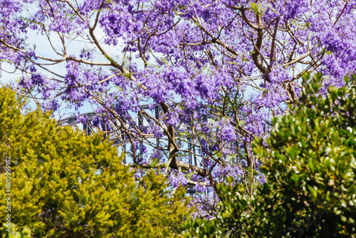 Harbour Bridge View Sydney Australia
