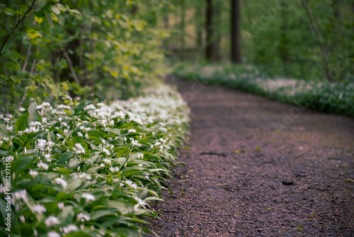 Stunning spring beech forest scene with loads of flowering ramsons - wild garlic