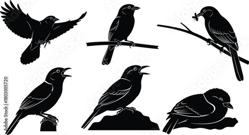 Collection of detailed bird silhouettes featuring flying, perched, singing, and resting poses, presented in elegant black vector style for nature, wildlife, and decorative design themes