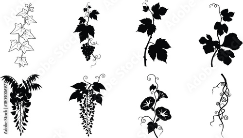 Collection of elegant climbing vine and foliage vector illustrations showcasing decorative leaves, floral tendrils, and botanical silhouettes in detailed black and white ornamental design