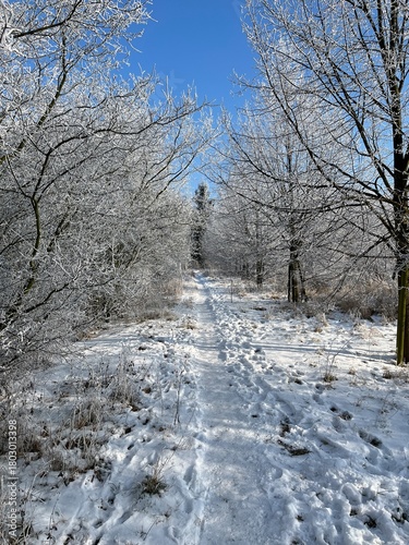 Frosty winter day and blue sky. A beautiful winter landscape, everything covered in snow.