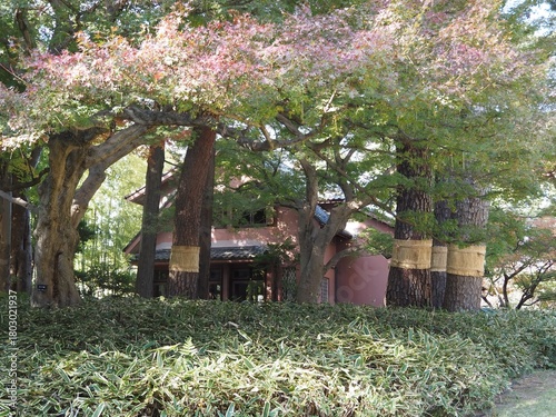 大田黒公園の風景