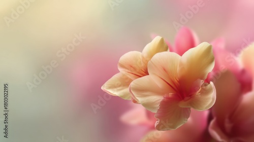 Delicate Blossom in Soft Pastel Colors Capturing the Essence of Springtime in a Serene and Elegant Floral Composition for Nature Lovers