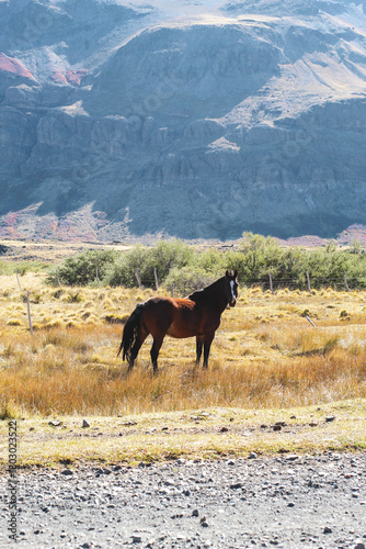 CABALLO SALVAJE EN LA PATAGONIA