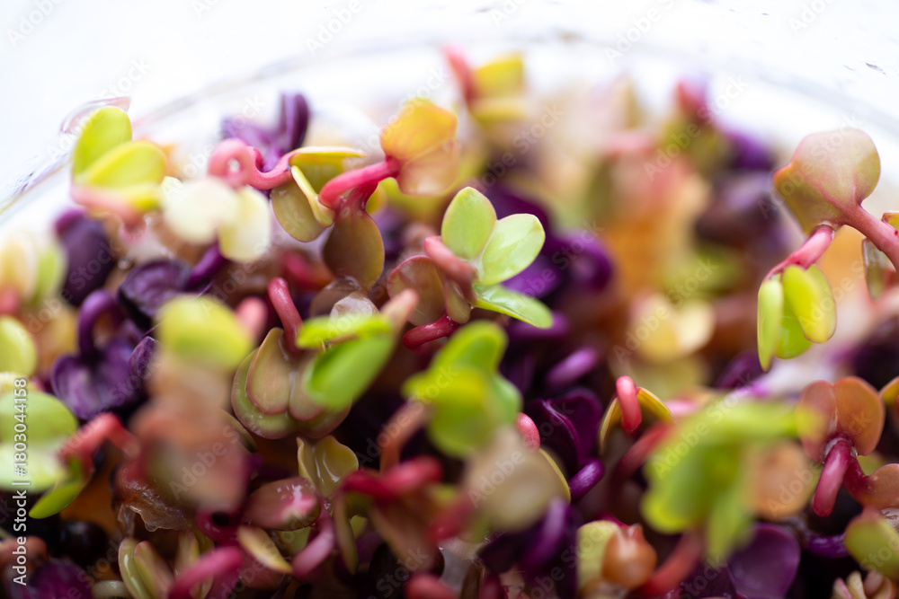 Obraz premium Close up of Colorful Radish Micro Greens Growing in Clear Glass Container