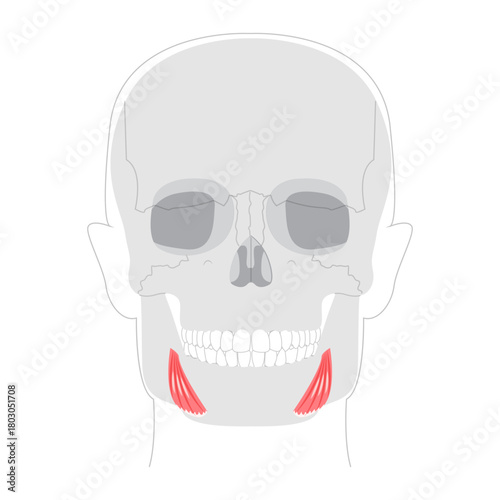 Depressor anguli oris - Human facial muscle that depresses the corners of the mouth contributing to frowning expressions, useful for medical and educational illustrations