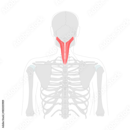 Splenius capitis - Posterior neck muscle depicted in detailed chart, extends, rotates, and laterally flexes the head, vital for anatomy and physiology training