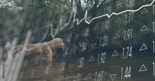 Fototapeta Wading golden retriever with collar in shallow stream with ripples and plants, with financial chart