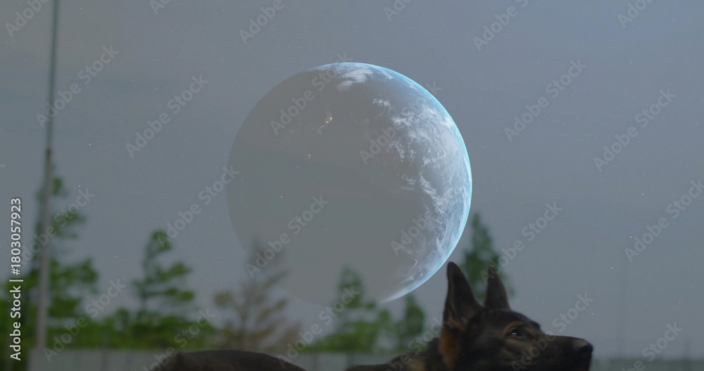 Obraz premium Gazing German Shepherd head tilting upward in fenced yard at twilight, with globe, copy space