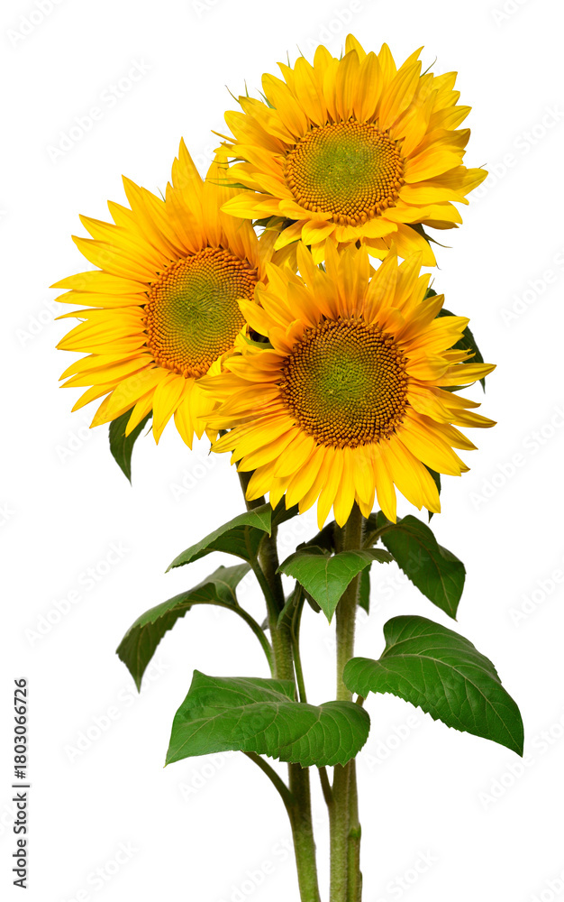 Obraz premium Flower bouquet with three sunflowers isolated on white background. The seeds and oil. Floral arrangement. Picturesque and conceptual scene. Flat lay, top view