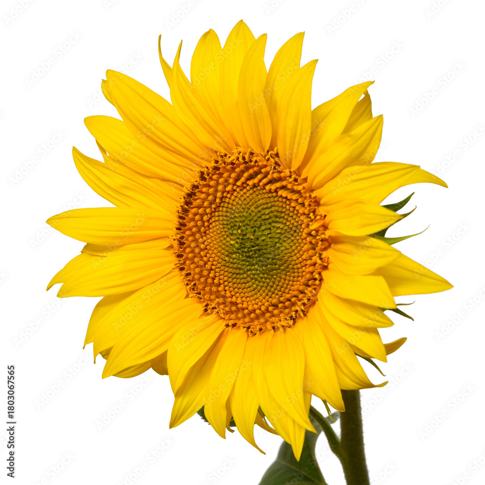 Fototapeta premium Sunflower head isolated on white background. Sun symbol. Flowers yellow, agriculture. Seeds and oil. Flat lay, top view. Bio. Eco. Creative