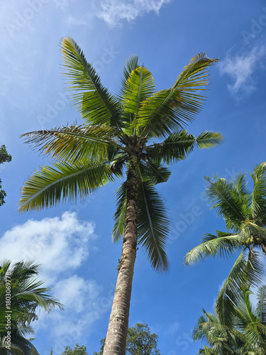 Majestic palm trees reaching for the sky on Koh Kood Island in Thailand