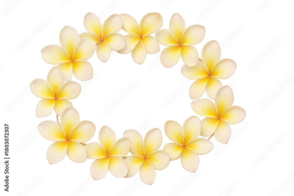 Obraz premium Plumeria flower wreath forming a tropical circle frame, featuring yellow frangipani blossoms with a transparent background