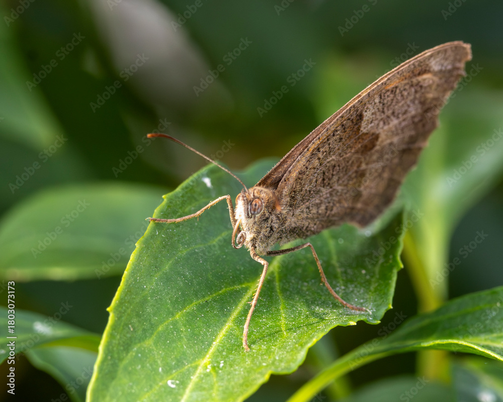 Obraz premium Under wing detail of a common brown butterfly. Macro.