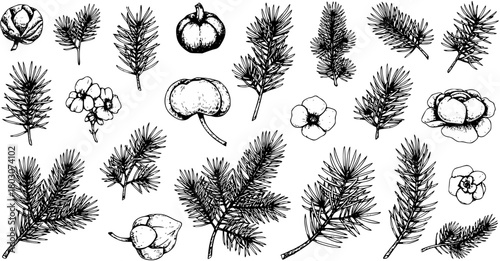 Hand-drawn set of botanical elements. Winter flora collection with pine, spruce, and fir branches, cones, and decorative plants. Vintage sketch style for nature and holiday designs.