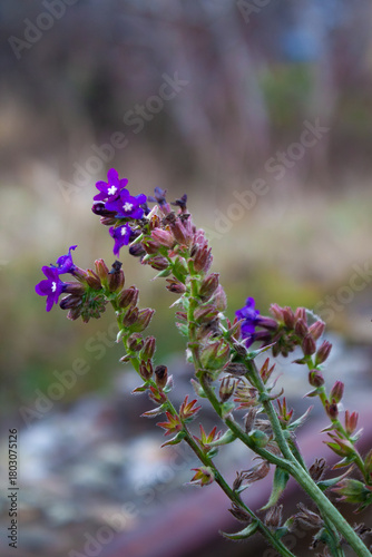 Wild purple flower closeup