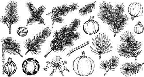 Hand drawn vector illustration set of pine and fir branches, pumpkins, and autumnwinter spices. Botanical vintage sketch for holiday design.