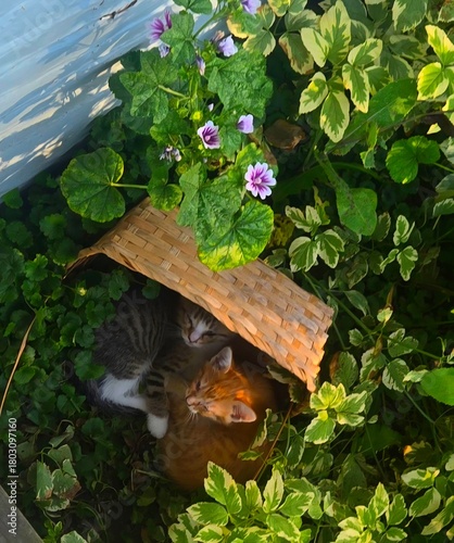 Photography Two tiny kittens, one orange and one tabby, are snuggled together beneath a fallen woven basket, tucked into a bed of lush green leaves