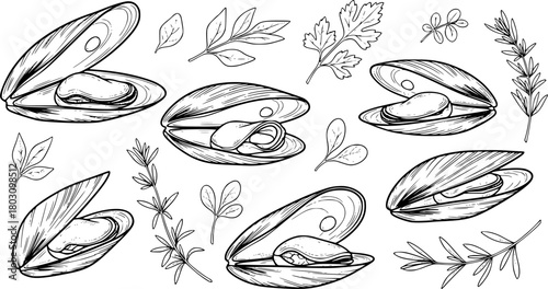 Collection of Hand-Drawn Mussels and Garnish Sprigs
