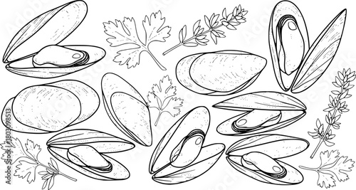 Collection of Hand-Drawn Mussels and Garnish Sprigs
