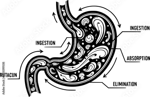 Stylized stomach internal organ organogram with swirling abstract food contents
